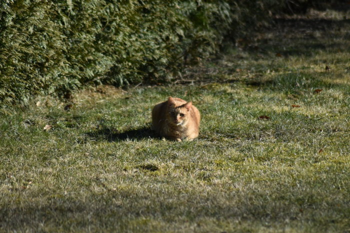 En orange katt sitter på en gräsmatta med missnöjt ansiktsuttryck.