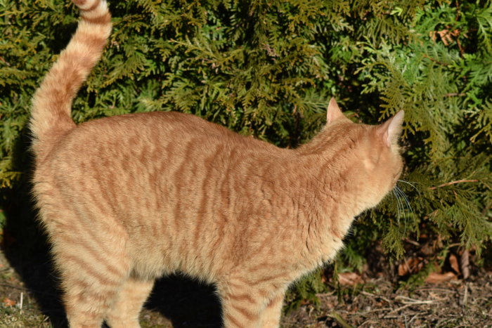 Rödbrun katt som promenerar utomhus med en buskig grön häck i bakgrunden.