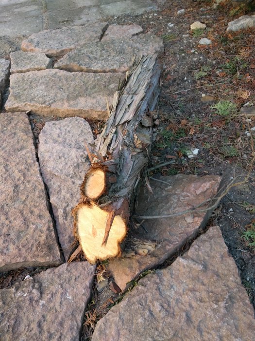 Avsågad furustam på stengolv med synligt årsringar och bark.