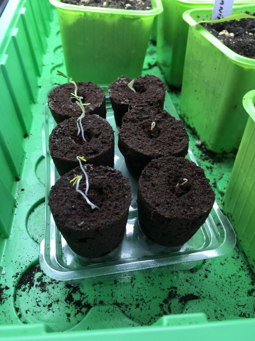 Nygrodda plantor i jordpellets på ett växande bricka.