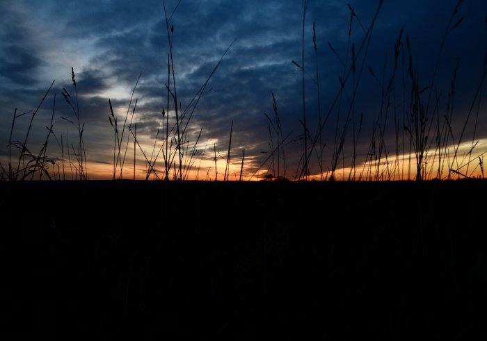 Solnedgång med silhuetter av grässtrån i förgrunden.