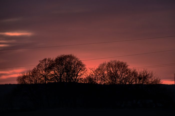 Solnedgång med silhuetter av träd och elledningar mot en rosa himmel.