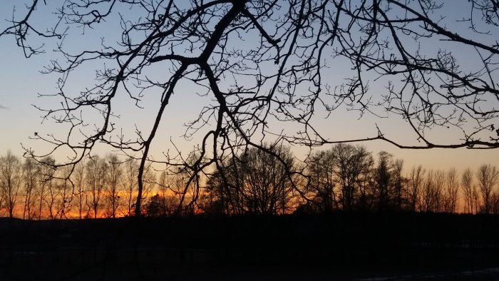 Solnedgång med trädgrenar i silhuett mot en färgglad himmel på vårdagsjämning.