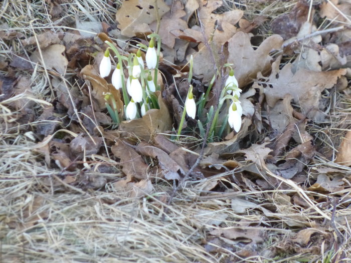 En grupp snödroppar blommar bland gammalt löv och torrt gräs, ett vårtecken i kylan.