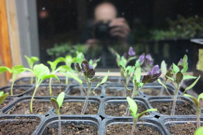 Unga plantor i krukor med gröna och lila blad reflekteras mot ett fönster.
