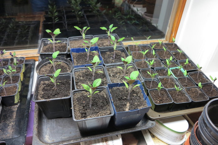 Plantkrukor med unga grönsaksplantor som groddar, placerade på brickor inomhus.