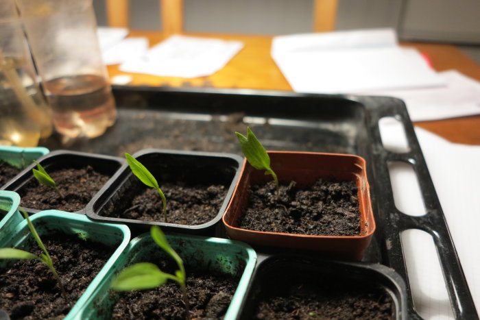 Ungplantor av busktomater och paprika i krukor på ett odlingsbricka, inomhusmiljö.