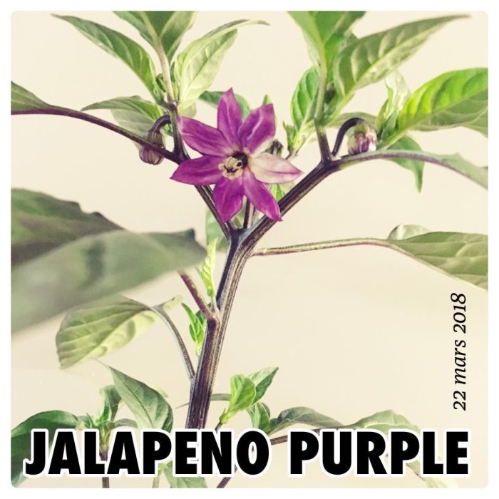 Första lila blomman på en Jalapeno Purple-planta, omgiven av gröna blad.