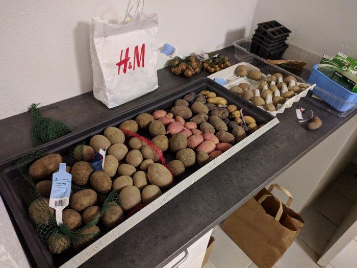 Förgrodda potatisar sorterade i brickor på ett köksbord redo för trädgårdsarbete.