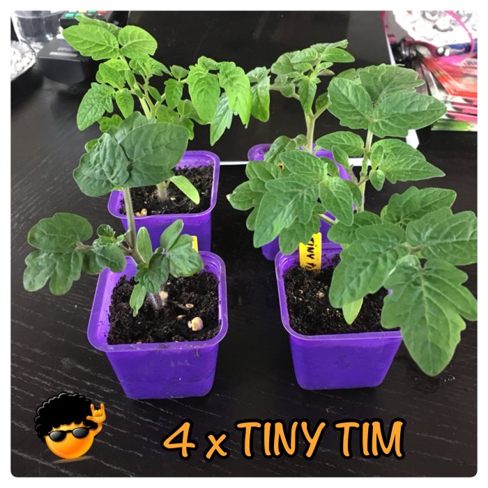 Fyra Tiny Tim tomatplantor i lila krukor med gröna blad och texten "4 x TINY TIM".