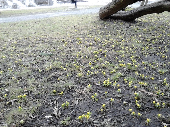 Vintergäck och snödroppar i en trädgård signalerar vårens ankomst trots kyligt väder.