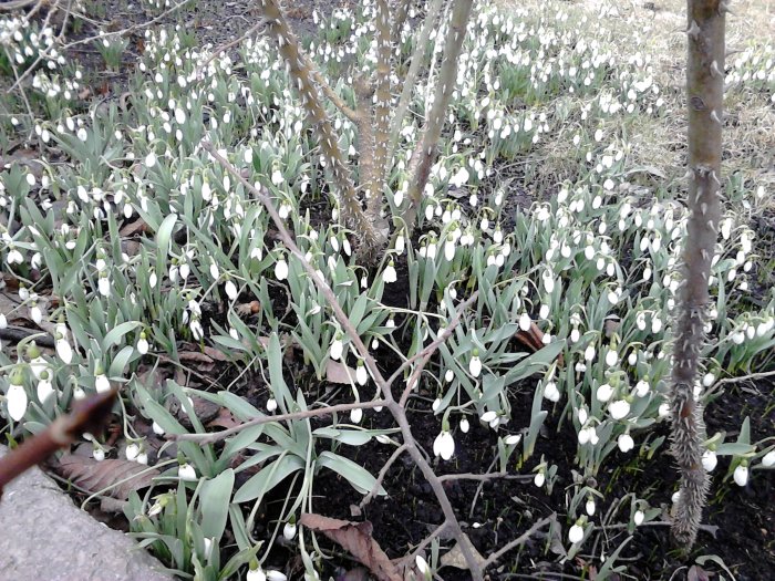 Snödroppar i full blom i en trädgård, indikerar tidig vår trots omgivande snö och is.