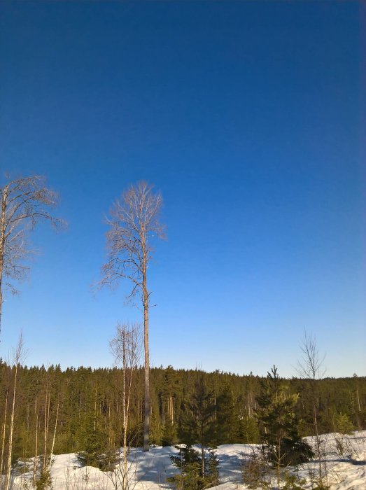 Soligt vinterlandskap med snö och skog under en klarblå himmel.