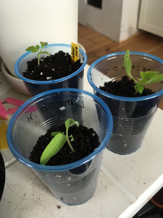 Tre små tomatplantor i blå plastglas med jord, markerade med pinnar och etiketter.