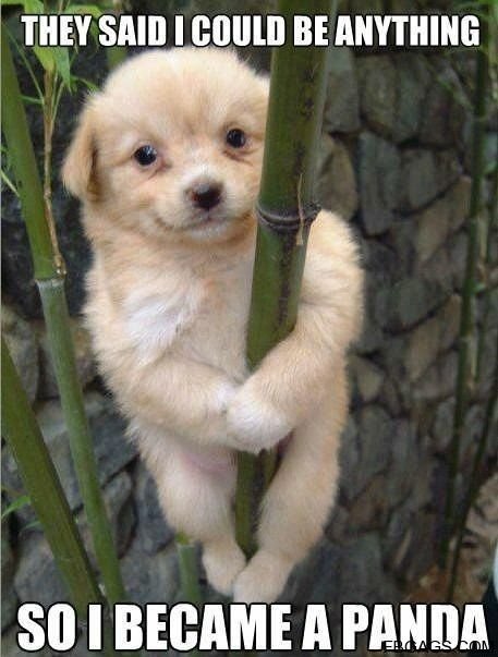 Valp klättrar på bambu med texten "They said I could be anything so I became a panda".