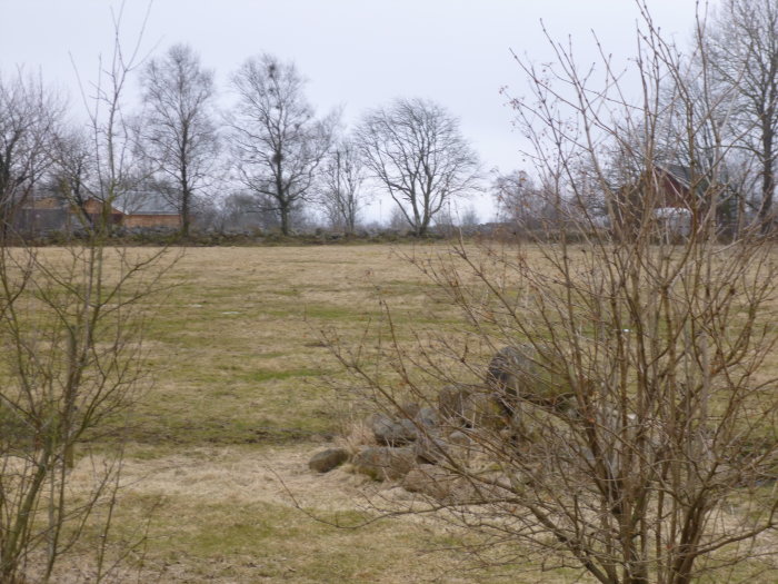 Öde gräsfält med kala träd och en stenmur, ser kallt och grått ut, bilden tagen i onsdags.