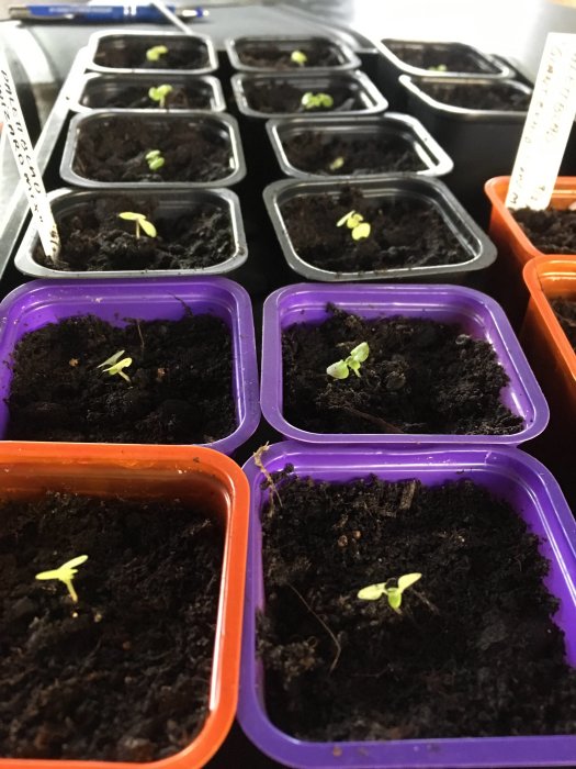 Små palettblad plantor nyskolade i färgglada krukor.