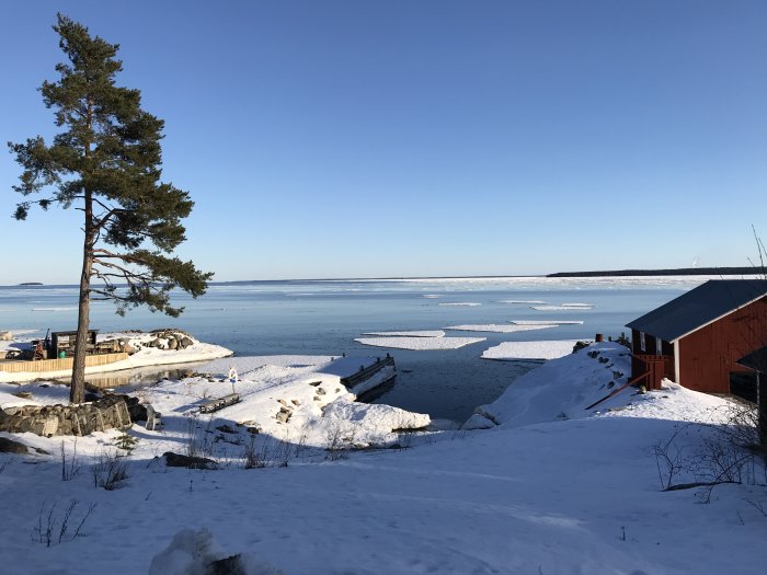 Vinterlandskap med snötäckt mark, frusen sjö, en tall och röd stuga under klarblå himmel.