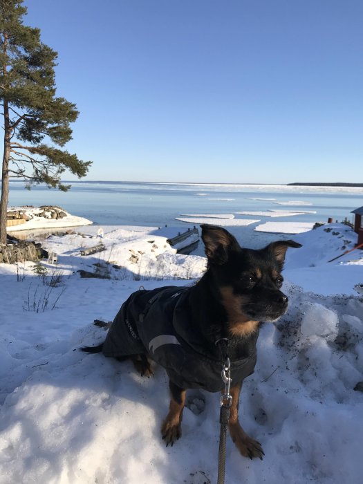 Hund iklädd jacka på snötäckt mark med isigt havslandskap i bakgrunden.