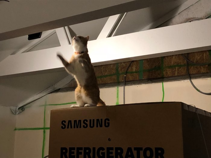 Katt sitter på en stor Samsung-kylskåpskartong och spanar mot takstolar.