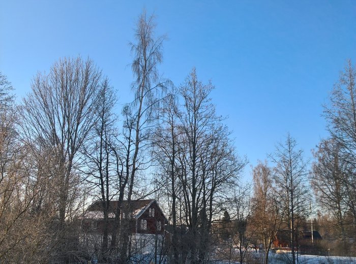 Vinterlandskap med snötäckt mark, trädkronor utan löv och röd stuga i bakgrunden under en klarblå himmel.