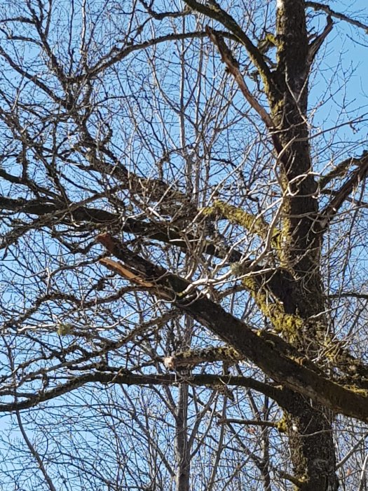 Ekträd med avbrutna grenar och skador på sidan mot en klarblå himmel.