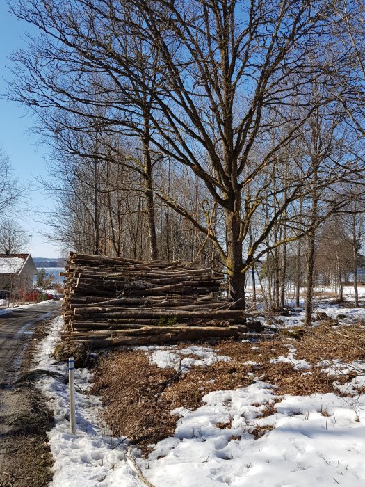 Stapel av avlånga timmerträn vid en skogsbryn med smältande snö och en klarblå himmel i bakgrunden.