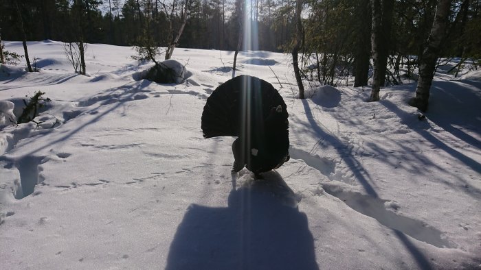 En tjäder i fjäderdräkt står i snö med solsken och skog i bakgrunden.