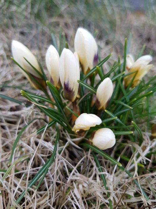 Knoppar och blommande krokusar som sticker upp genom torrt gräs i en trädgård.