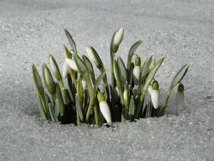 Snödroppar tränger upp genom snötäcket med krokus 'Firefly' i bakgrunden.