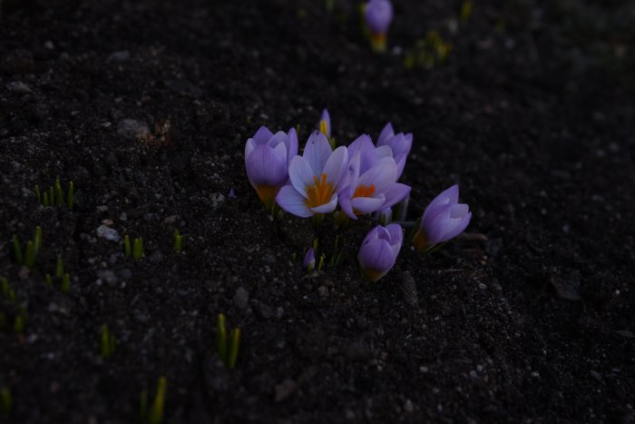 Lila krokusar, C. sieberi `Firefly´, och snödroppsblast som bryter fram genom mörk jord.