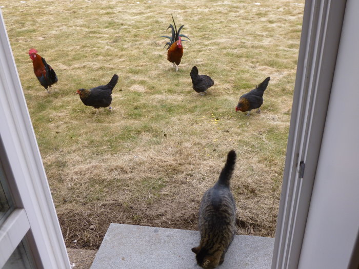 Katt som tittar på höns som pickar majskorn på en gräsmatta från en öppen dörr.