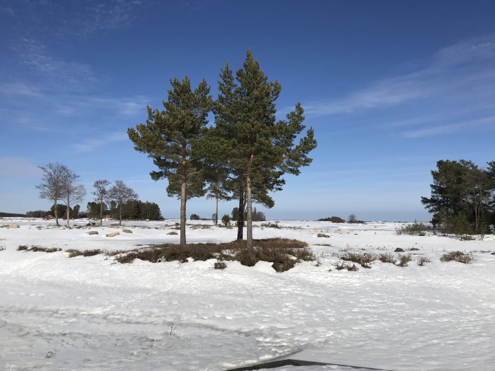 Vinterlandskap med snötäckt ö och tallar under en klarblå himmel.