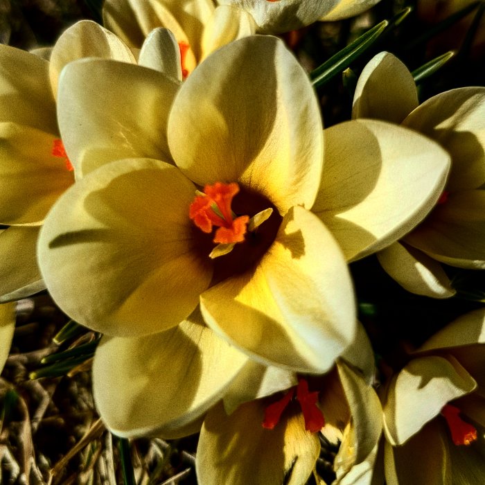 Närbild av blommande gula krokusar med röda ståndare, i solljus.