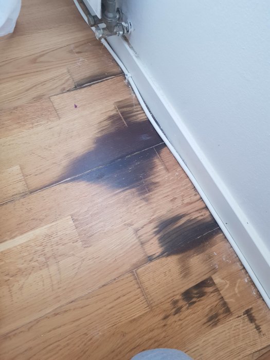 Trägolv med mörka fläckar vid vägkanten, troligen skador efter katturin.