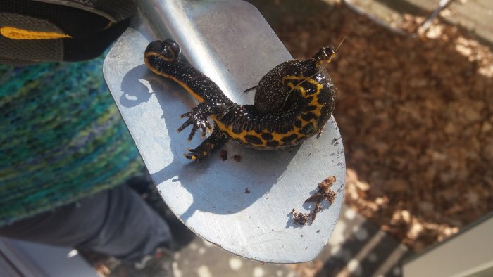 Salamander på en spade över lövmark, med tydliga svartgula mönster.