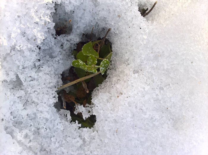 Oreganoplantor som sticker upp genom snötäcket, tecken på vårens ankomst och växtkraft.