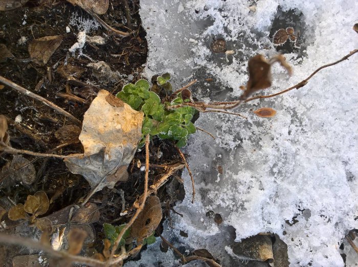 Oregano växer bland smältande snö och löv på en trädgårdsbädd.