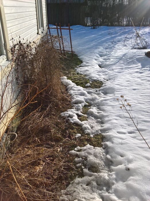 Trädgård bredvid hus med smältande snö, torkade växter och synlig gräsmatta.