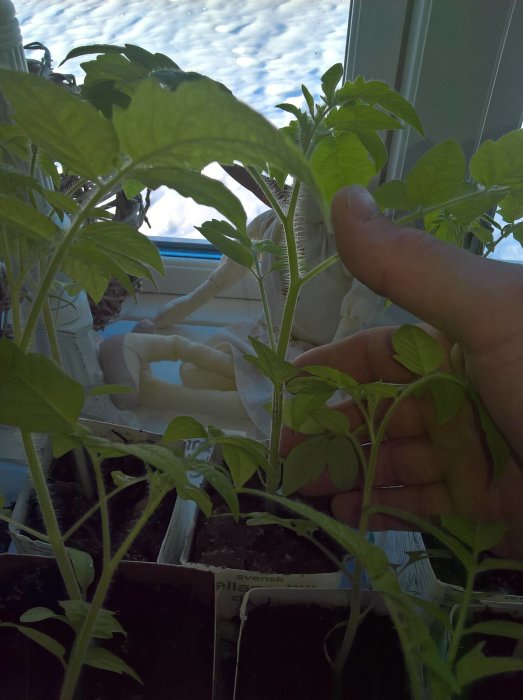 Hand som håller små tomatplantor odlade inomhus med snö synlig utanför fönstret.