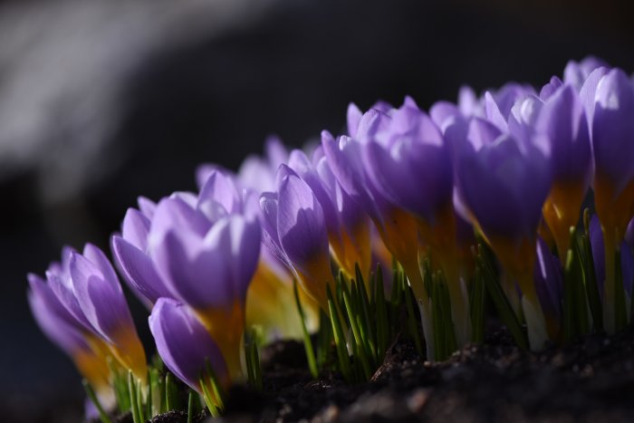 Ljuslila krokusblommor i full blom som växer tätt i mörk jord, med suddig bakgrund.