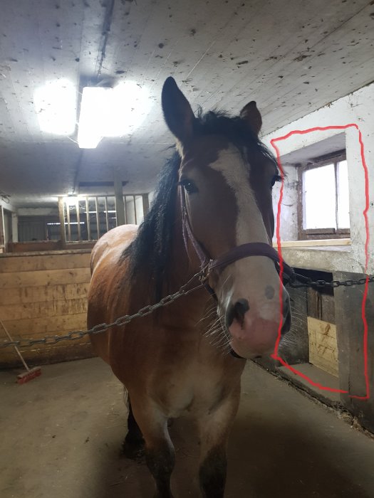 Häst framför en betongvägg i ett stall med en markerad yta för en framtida dörröppning.