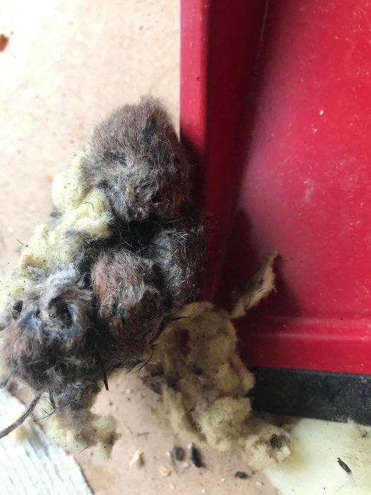 En boll av döda möss bredvid isolering i en husrenovering.