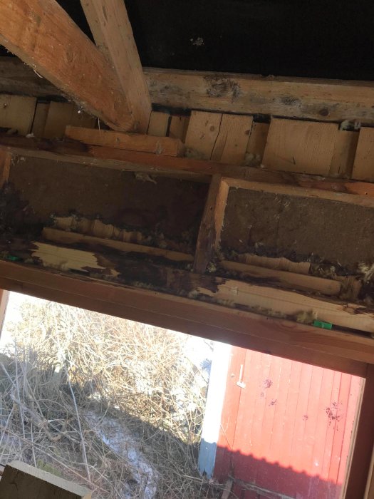 Upprivet hus innertak med synliga takstolar och isolering, tecken på gnagarskador.