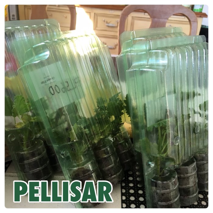 Plastflaskor återanvända som små växthus för sticklingar med texten "PELLISAR".