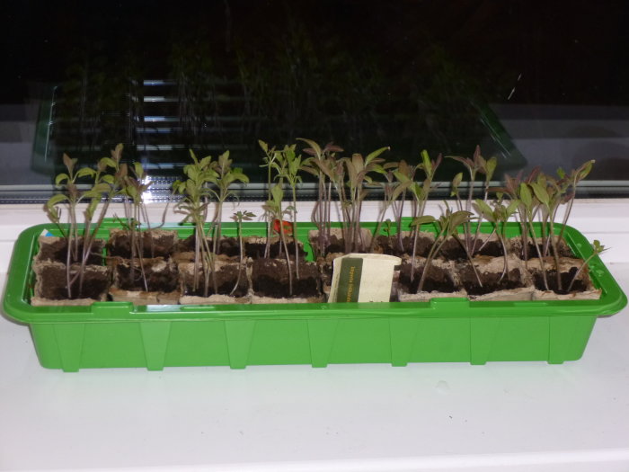 Odlingslåda med rad av unga tomatplantor på ett fönsterbräde inomhus.