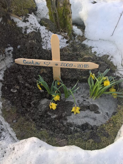 Ett minnesmärke med graverat träkors "Gustav ♥ 2009~2018" omgivet av snö och blommande gula krokusar.