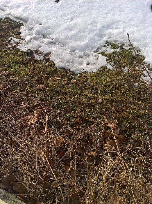 Trädgård med smältande snö, synliga växtskott och torra löv i början av våren.