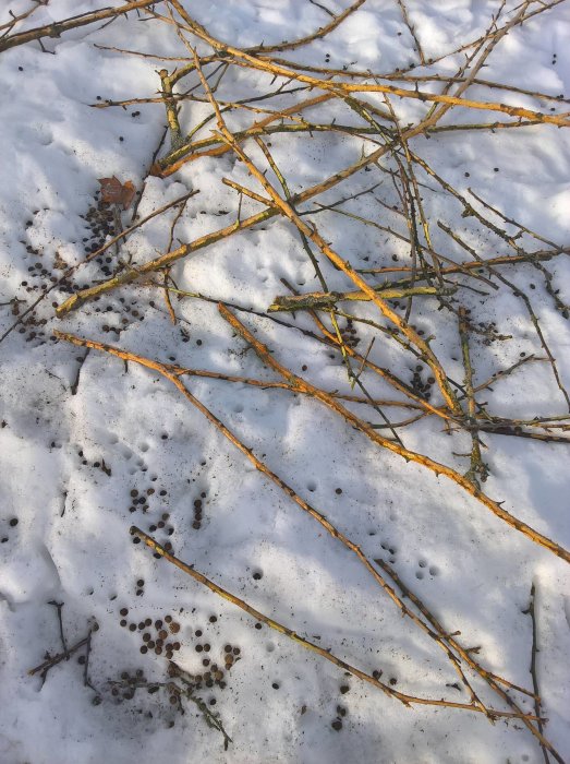 Grenar och knoppar på smältande snötäcke med spår av djuraktivitet.