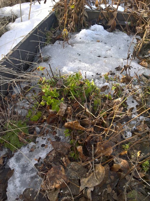 Vinrankor och örter som sticker upp genom smältande snö och vissna löv i ett trädgårdsland.